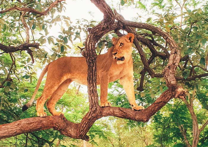 Excursion Réserve de Fathala