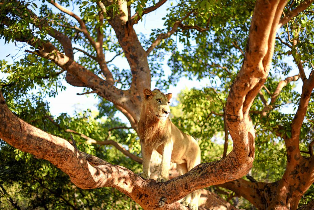 Excursion Réserve de Fathala (9)