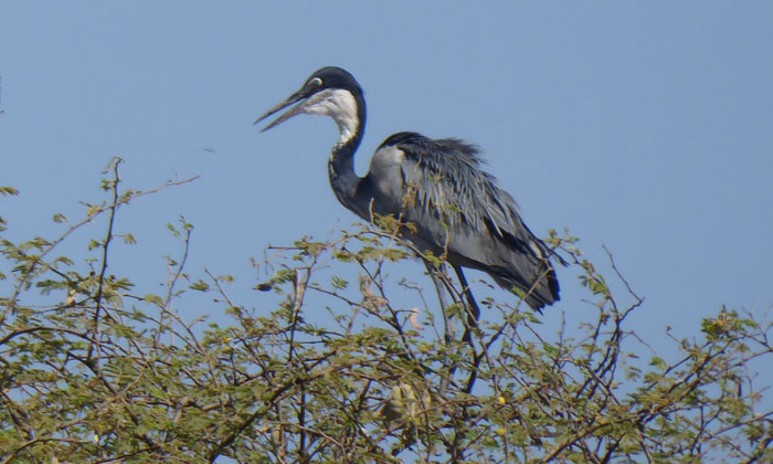 Excursion to the Bandia Reserve (8)