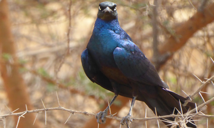 La Réserve de Bandia