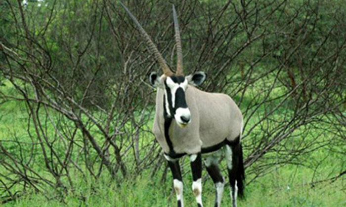 La Réserve de Bandia