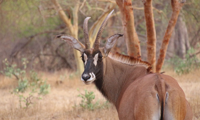 La Réserve de Bandia