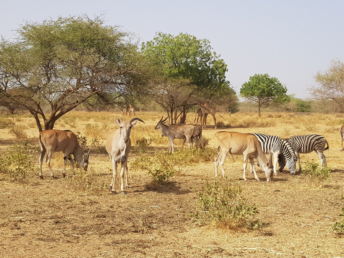 la-savane-face-a-la-terrasse