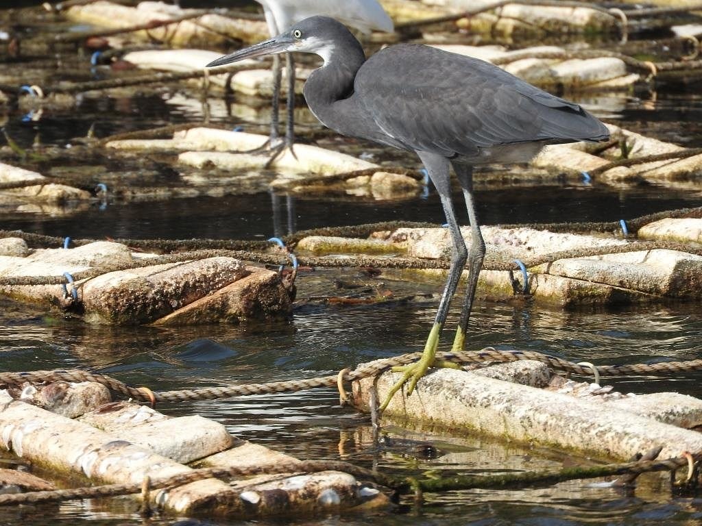 lagune-de-la-somone (13)