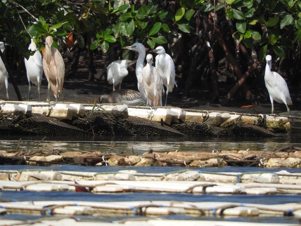 lagune-de-la-somone (14)