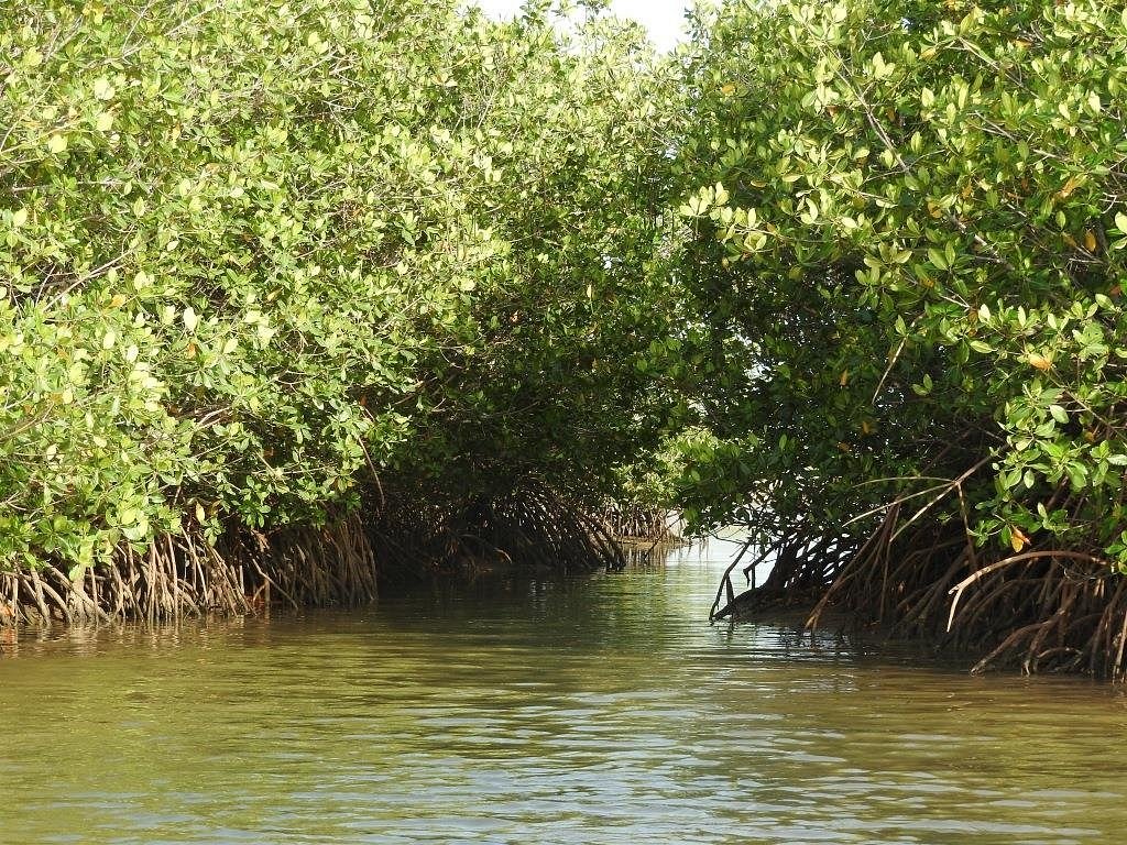 lagune-de-la-somone (4)