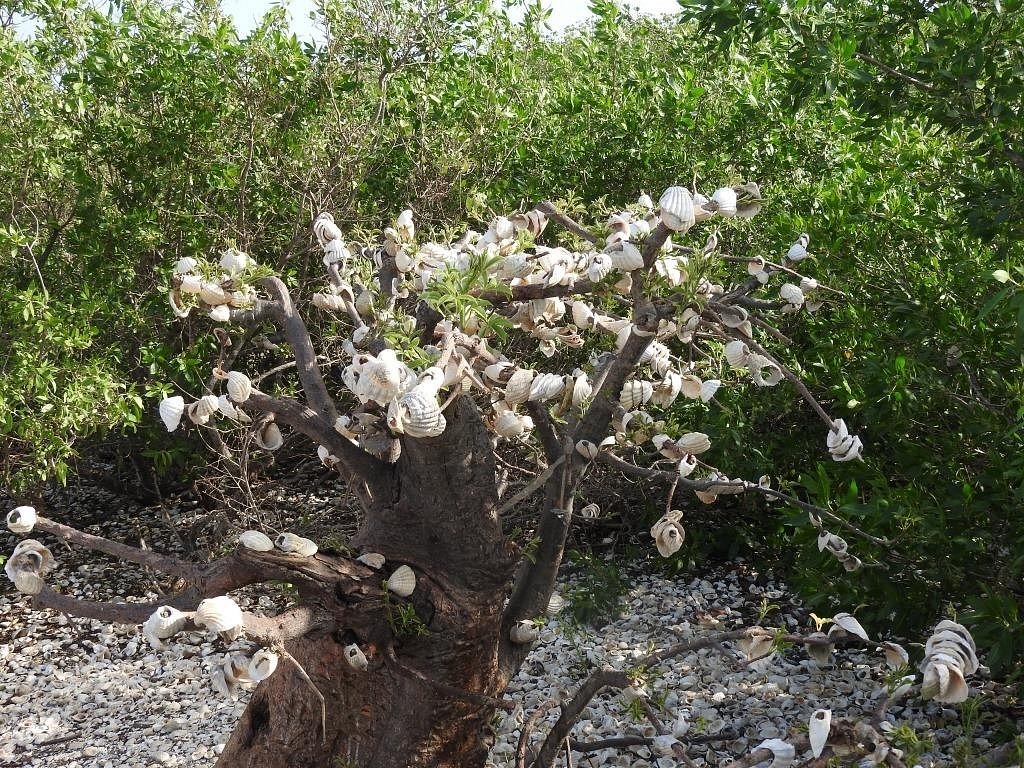 lagune-de-la-somone (6)