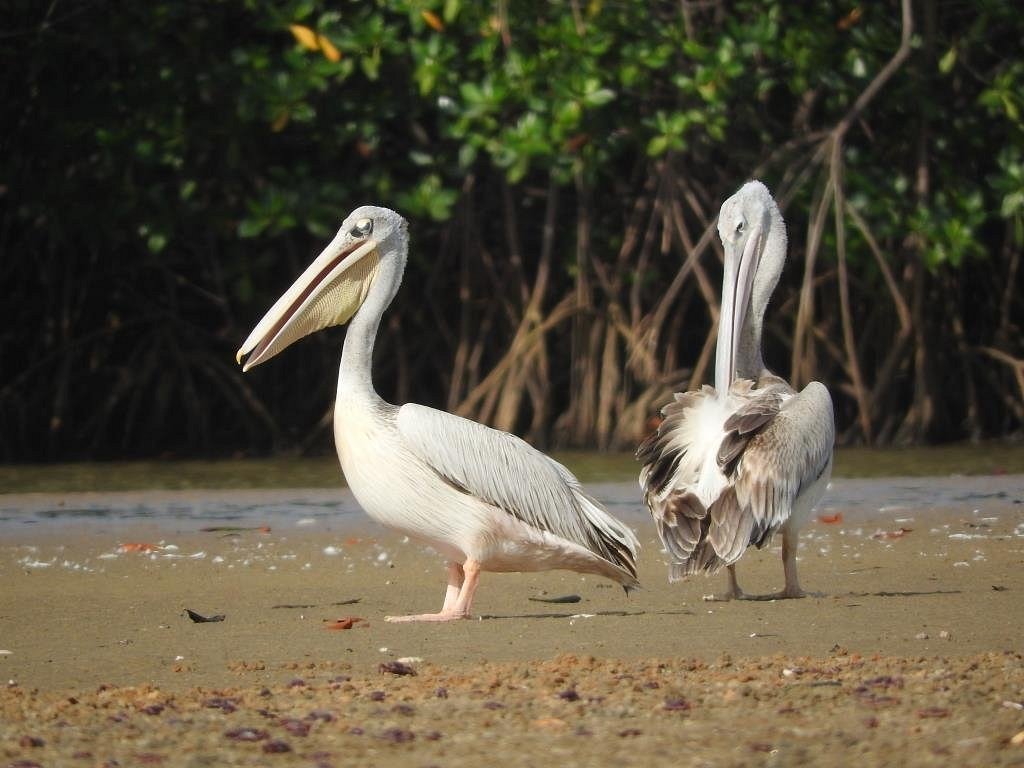 lagune-de-la-somone (9)