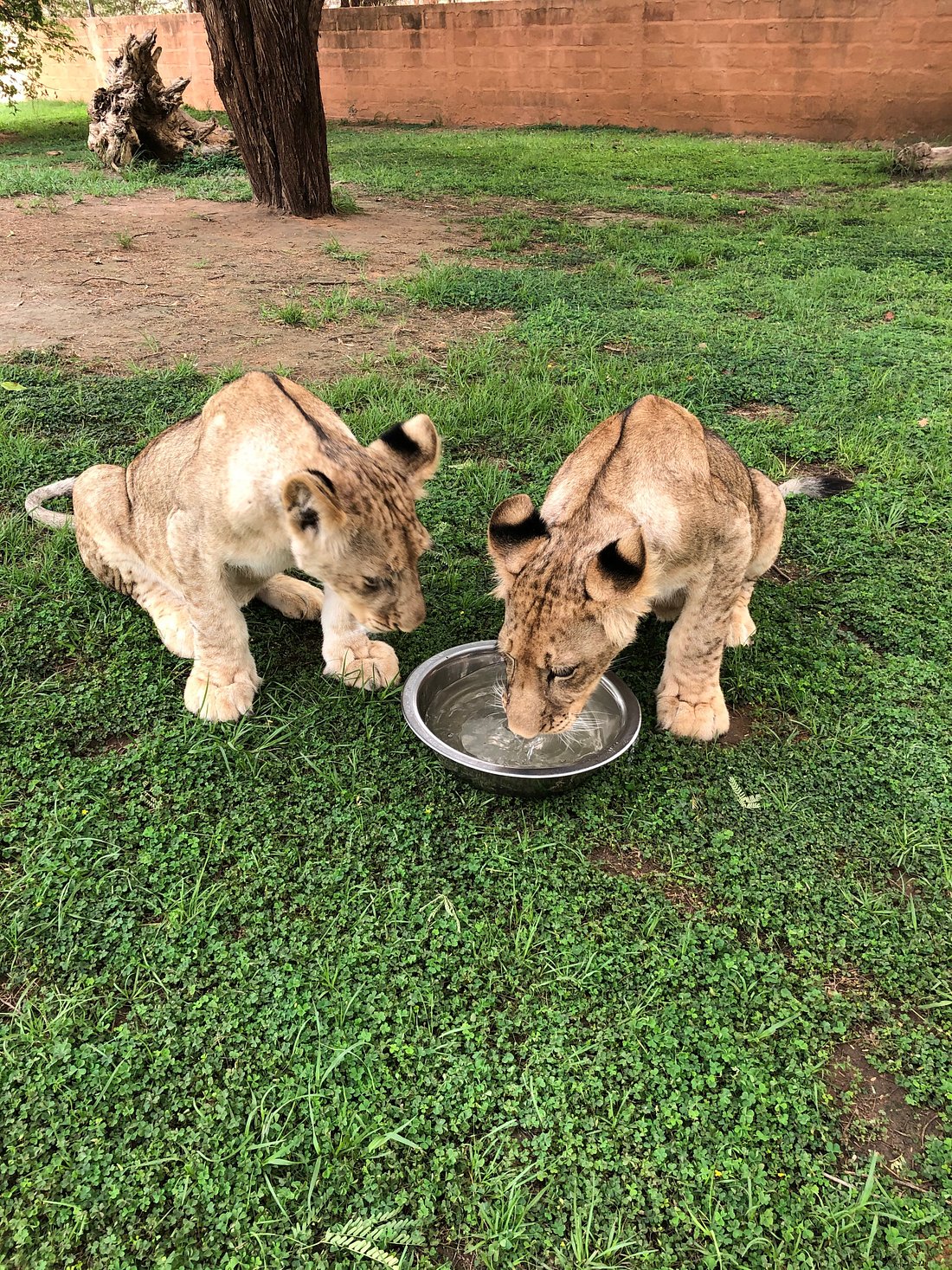 lion-cubs
